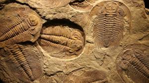 Image result for sedimentary rock