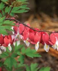 Check spelling or type a new query. Bleeding Heart Flower Planting Growing Care Guide Garden Design