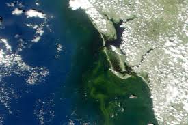 Florida department of environmental protection fdep algal bloom dashboard. Earth Matters How Scientists Are Tracking Florida S Red Tides With Satellites And Smartphones