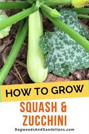 Check spelling or type a new query. How To Grow Summer Squash Zucchini Dogwoods Dandelions