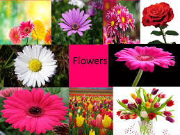 I love flowers because they are as simple as possible and they make me feel so fresh! Flowers How I Love Flower S I Love Flowers Because Their All Different Colours Such As Red Pink Blue Green Purple Orange Yellow And White There Ppt Download