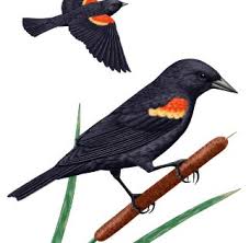 Black Bird With Yellow Stripe On Wing Pin By Brianna Griffin On Tattoos In 2020 Black Bird Red Wing Blackbird Wings