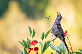 Bird With Flowers Images