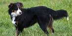 English Shepherd - Puppies, Facts, Pictures, Breeders ...