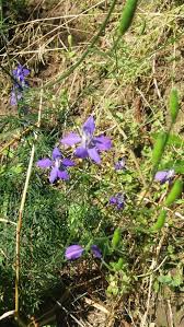 Una delle caratteristiche fondamentali dei fiori estivi è quella di sopportare bene il sole, il calore e l'irraggiamento diretto. Pianta A Fiori Blu Violetto Delphinium Sp Natura Mediterraneo Forum Naturalistico