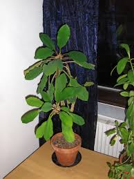 Image result for Euphorbia kilwana