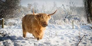 Anarcoo On Twitter Ammuuuu Parents Tell You To Go To Bed Tell Them Freedom Never Sleeps Hambaaaa Cow Pictures Highland Cow Art Highland Cattle