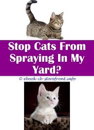 Keeping her outside has always worked best for me, but. 14 Divine How To Stop Cat Spraying On Front Door De 8