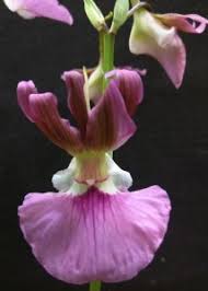 Image result for Eulophia guineensis