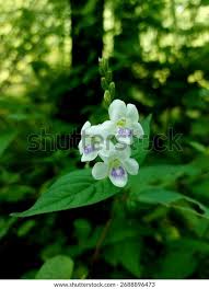 Image result for Asystasia malawiana