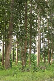 Image result for Dipterocarpaceae