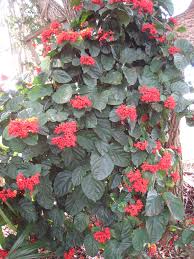 Image result for Clerodendrum splendens