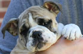 weight progress in bulldog puppies pets