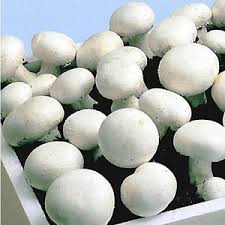 Hallimasch Schadlicher Baumpilz In 2020 Pilze Essbare Pilze Champignons
