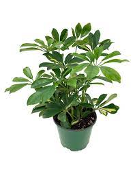 Easy to grow, 'gold capella' schefflera, thrives in medium to bright light. Schefflera Arboricola Gold Capella The Garden Corner