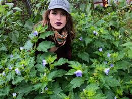 Image result for Nicandra