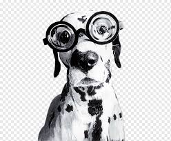 Die hunde (canidae) sind eine familie innerhalb der überfamilie der hundeartigen (canoidea). Brille Hund Suss Dalmatiner Hund Clipart Png Pngwing