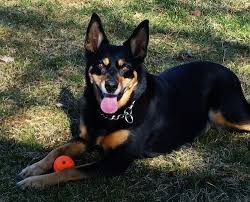 It was the blue eyes that snared kate alstergren. Australian Kelpie Dog Breed Information And Pictures