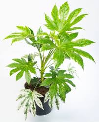 This list covers some excellent plants that are suitable for the lower light conditions of a north facing room. 14 Perfect East Facing Window Plants Care Tips Pictures Smart Garden Guide