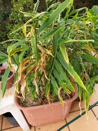 If you live in an area where ginger will not survive the winter, bring your ginger plant inside once night. Plant Id Forum Why Are My Ginger And Turmeric Plants Turning Yellow Garden Org