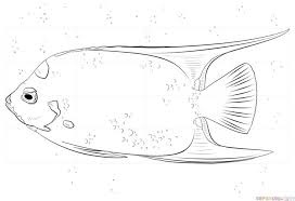 God's rescue plan ⛑️ lesson true joy 🙋 free lesson what really matters 🪁 lesson love of god 💌 free lesson bible heroess ⚔️ free lesson the ten commandments 🧱 free sample lesson. How To Draw A Queen Angelfish Step By Step Drawing Tutorials For Kids And Beginners Drawing Tutorial Fish Coloring Page Coloring Pages