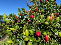 Image result for Carissa bispinosa