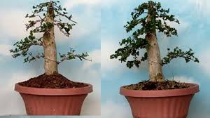 Perkembangan Pembentukan Ranting Bahan Bonsai Sancang By Yudi Animasi