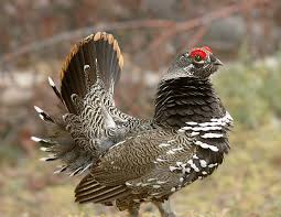 Grouse Medicine Is The Medicine Of Personal Power It Gives You Personal Vision And Enlightenment Awak Bird Photo Animal Spirit Guides Animal Spirit Guide