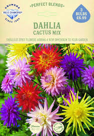 This is why you don't use garden soil on your cactus or succulents. Dahlia Cactus Mix Blue Diamond Garden Centre Ltd