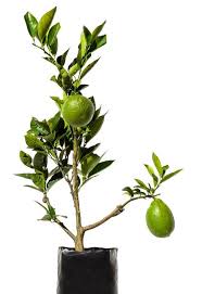 Fruit salad trees | growing apple trees in australian climates june 27, 2019 apples are one of the most popular fruit trees grown in the world. No Frankenfruit For Me In The Green Room Mandurah Mail Mandurah Wa