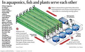 Aquaponics System By Pentair Aquatic Eco Systems Aquaponics System Aquaponics Hydroponics
