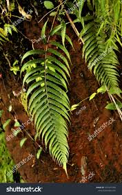 Image result for Pseudocyclosorus