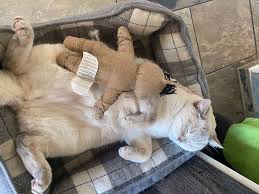 Healthy vegan fed cats have lived to the long age of 20 years old. Katzentempel Leipzig Restaurant Happycow
