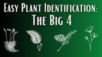 Easy Plant Identification: The Big 4