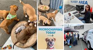 Petsurg and er4pets petsurg is a veterinary surgical hospital that provides surgical consultations and accepts veterinary surgical san diego, ca. Pet Adoption Kearny Mesa Hyundai