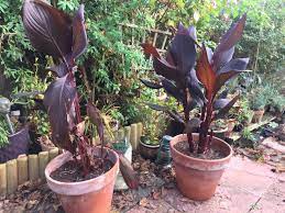 We recommend that in climates where winter temperatures drop below 5 degrees f they be covered in fall with a 1' america also had its own crop of early canna breeders which include antoine wintzer and dr. Over Wintering Canna Lillies Bbc Gardeners World Magazine