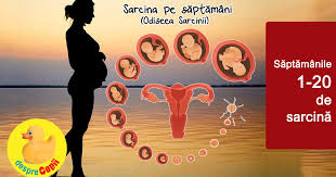 Fatul cantareste aproximativ 300g si masoara in jur de 22cm. Sarcina Pe Saptamani De La Saptamana 1 Pana La Saptamana 20 Desprecopii Com