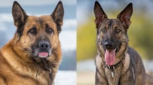 The caucasian shepherd dog is a breed of large livestock guardian dog native to the countries of the caucasus region, notably georgia, armenia, azerbaijan, and dagestan. American Vs European German Shepherds What S The Difference