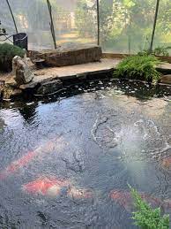 Films en vf ou vostfr et bien sûr en hd. Koi Pond In Winter Preparation Tips And Survival Guide