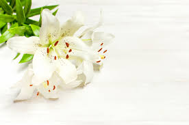 In medieval times, lilies symbolized feminine sexuality. 197 289 White Lily Stock Photos And Images 123rf