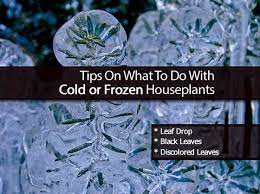 Tips On What To Do With Cold Or Frozen Houseplants Houseplants Cold Frozen