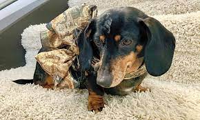 We did not find results for: Looking To Adopt A Pet Here Are 7 Lovable Pups To Adopt Now In