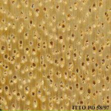 Image result for Terminalia boivinii