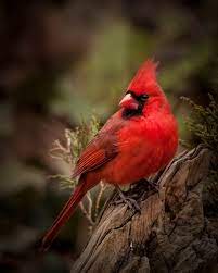 cardinal photo by blair turrell 500px bird pictures cardinal birds pet birds