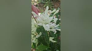Image result for Whitfieldia