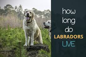 Gotta keep them from getting fat, tho.and labs have an extra layer of fat to keep them. How Long Do Labradors Live Yellow Chocolate And Black