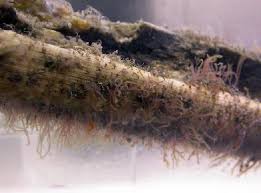 Image result for Exacum zombense