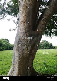 Image result for Albizia niopoides