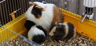 How tall does a guinea pig cage have to be? The 6 Best Indoor Guinea Pig Cages Reviews Guide 2021 Petonbed