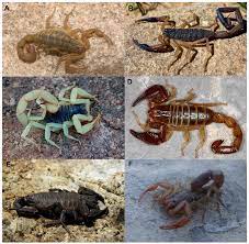 They won't effect human totally speaking, ultrasonic insect repeller control ultrasound to keep away from human's hearing range, it will not do harm to human and pets. Toxins Free Full Text Scorpions From Mexico From Species Diversity To Venom Complexity Html